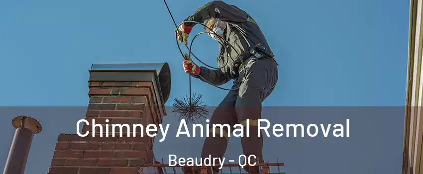 Chimney Animal Removal Beaudry - QC