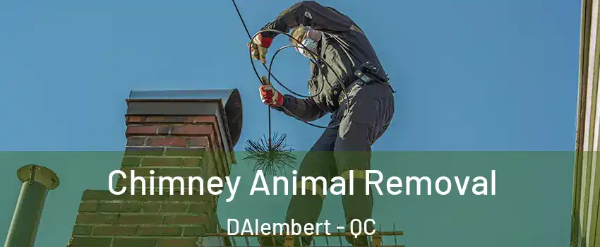 Chimney Animal Removal DAlembert - QC