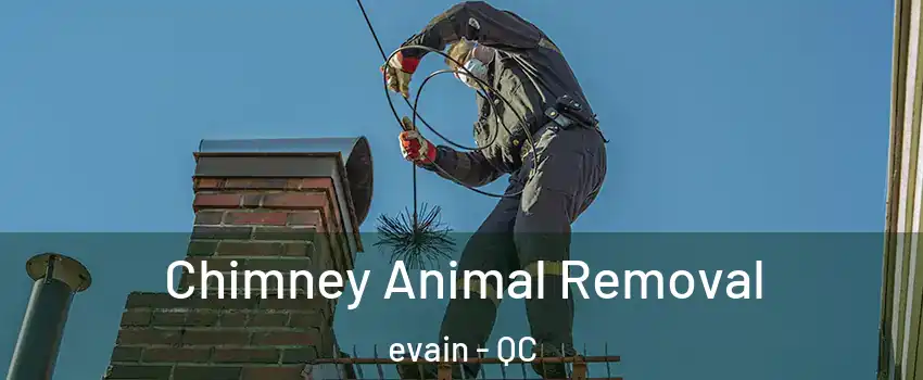 Chimney Animal Removal evain - QC