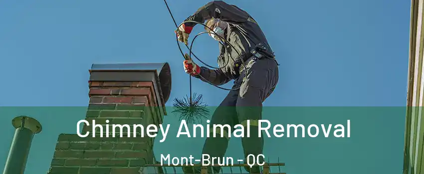 Chimney Animal Removal Mont-Brun - QC