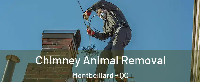  Chimney Animal Removal Montbeillard - QC