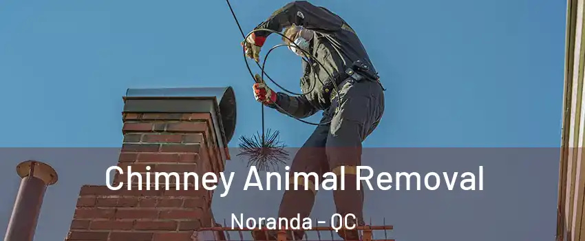  Chimney Animal Removal Noranda - QC