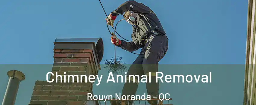 Chimney Animal Removal Rouyn Noranda - QC