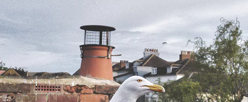 Chimney Cap Bird Guard Repair in Noranda, Quebec
